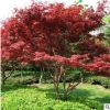 批發2018年新種子紅楓種子羽毛楓紫紅雞爪槭紅葉小雞爪槭貨到付款