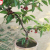 供應 果樹苗 車厘子櫻桃苗盆栽地栽 單品主打