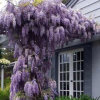 供應 花園紫藤苗紫藤樹苗