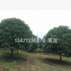 提供15到25分優(yōu)質(zhì)桂花樹 桂林桂花樹 廣西桂花樹價(jià)格