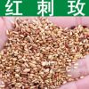 林木種子新采優(yōu)質(zhì)紅刺玫種子刺玫花紅刺梅種子粉團薔薇發(fā)芽率高