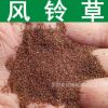 草花種子 優(yōu)質(zhì)風(fēng)鈴草種子 四季播種 風(fēng)鈴花種子 觀賞花草種子