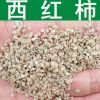 蔬菜種子優(yōu)質(zhì)西紅柿種子番茄種子洋柿子種子番柿六月柿陽臺種植