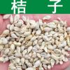 果樹種子 優(yōu)質(zhì)桔子種子 柑橘 柑桔種子 貢桔 橘子種子 實景拍攝