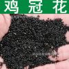草花種子 優(yōu)質(zhì)雞冠花種子 雞髻花種子 老來紅 小頭雞冠 四季播種