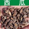 蔬菜種子批發(fā)正宗西瓜種子夏瓜青門綠玉房寒瓜種子芽率高實景拍攝