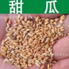 蔬菜種子優(yōu)質(zhì)甜瓜種子甘瓜香瓜種子香甜味濃瓜果蔬菜實景拍攝