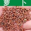 蔬菜種子新采優(yōu)質(zhì)蘿卜種子青紅白蘿卜陽臺種植散稱混裝型萊菔種子