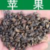 果樹種子新采優(yōu)質(zhì)蘋果種子正宗蘋果樹種子 顆粒飽滿 發(fā)芽率高