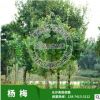苗圃直銷(xiāo)楊梅樹(shù)苗，移栽楊梅樹(shù)，從生楊梅樹(shù)，品種純正，價(jià)格合理