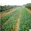 苗圃基地供應(yīng) 黃楊球 小苗規(guī)格齊全歡迎實(shí)地考察灌木類(lèi)園林植物
