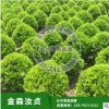 苗圃 供應(yīng)湖南金森汝貞小苗，各種規(guī)格球類(lèi) 花卉苗木 工程苗