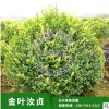 基地供應(yīng)湖南小苗 金葉汝貞 小苗規(guī)格齊全 灌木類(lèi)園林植物綠化。
