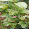 基地直銷湖南山茶花，山茶花小苗，各種山茶花大紅花品種齊全。