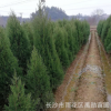 自產自銷湖南松柏，塔柏，側柏1.2米1.5米1.8米等各種規格樹苗