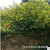 苗圃批發湖南黃花槐小苗，地徑2-3公分單桿叢生黃花槐。價格優惠