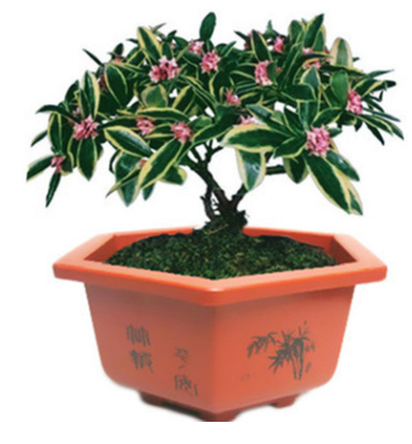 室內花卉綠植芳香植物金邊瑞香花苗盆栽含笑白蘭梔子花茉莉花苗