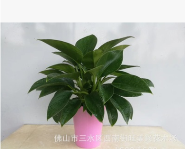 基地供應(yīng) 綠公主金綠公主鉆 水培 110杯高腳彩杯