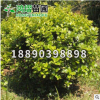 湖南苗圃無(wú)刺狗骨苗木無(wú)刺狗骨球基地直銷(xiāo)綠化工程木市政園