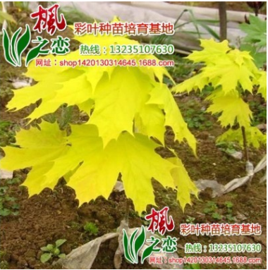 正宗挪威黃金楓 日本橙之夢(mèng)楓樹苗 美國(guó)紅楓 日本紅楓嫁接小苗