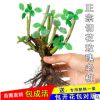 四季開(kāi)花不斷月季玫瑰花苗大花濃香型花卉綠植庭院陽(yáng)臺(tái)盆栽植物