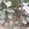 優(yōu)質(zhì)品種梨樹苗 嫁接梨樹苗 抗病強(qiáng)易成活 秋月梨樹苗