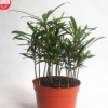 【基地直供】微景觀搭配室內花卉盆栽苗木植物 小葉羅漢松