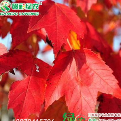 美國改良十月光輝 江西綠農美國紅楓小苗價格 十月光輝圖片 詳細介紹
