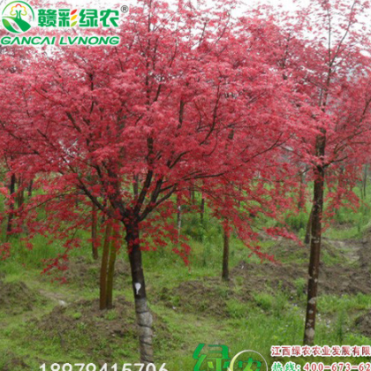 日本紅楓紅絲帶 江西綠農日本紅楓紅絲帶小苗價格 圖片 詳細介紹