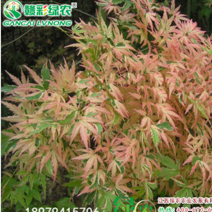 日本紅楓蝴蝶楓小苗價格 江西綠農日本紅楓蝴蝶楓詳細介紹