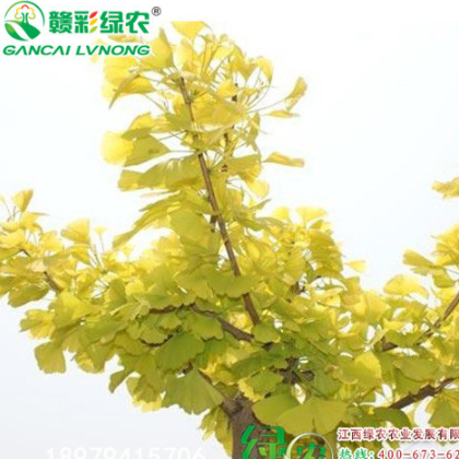 金葉銀杏 國樹精品 三季金黃 江西綠農金葉銀杏 金葉水杉小苗基地