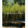 廠家直銷批發黃金間碧玉竹青皮竹雷竹黃金竹 行道庭院園林工程苗