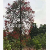 澳洲火焰木喬木綠植廠家直銷批發 行道庭院園林綠化景觀工程苗木