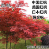 批發(fā)日本紅楓苗美國(guó)紅楓樹苗中國(guó)紅四季紅黃金楓工程園林綠化苗木