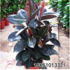 批發(fā)黑金剛橡皮樹盆栽 室內(nèi)綠植花卉吸甲醛凈化空氣陽(yáng)臺(tái)觀葉植物