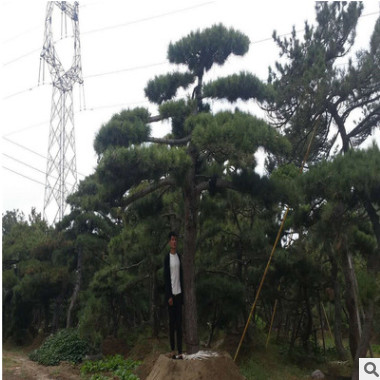 批發(fā)園林造型景松 迎客松 造型奇特 樹形優(yōu)美 平頂松 濕地油松