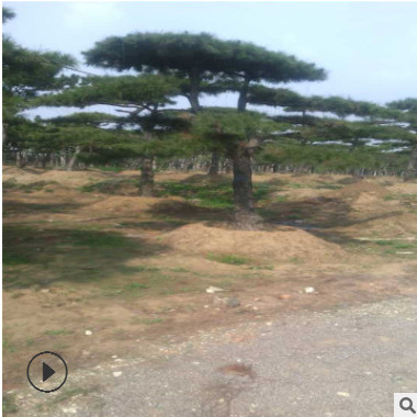 現(xiàn)貨銷售品質(zhì)黑樹造型優(yōu)美 規(guī)格齊全 工程綠化專用黑松 根系旺盛
