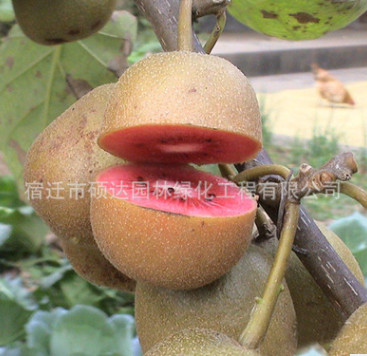 批發(fā)果樹苗木獼猴桃樹苗 新品種盆栽紅陽獼猴桃苗 紅心奇異果樹苗