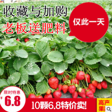 草莓苗 四季草莓 攀援草莓苗 陽臺(tái)爬藤草莓苗盆栽當(dāng)年結(jié)果草莓苗