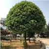 江蘇基地直銷桂花樹桂花 桂花苗規(guī)格齊全歡迎實(shí)地考察林植物