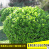 基地批發(fā)瓜子黃楊球 樹形優(yōu)美易成活工程綠化苗木瓜子黃楊苗