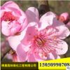 批發(fā)庭院觀花植物美人梅樹苗精品盆栽美人梅苗品種齊全量大優(yōu)惠