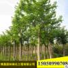 叢生樸樹苗批發(fā)園林工程綠化苗木造型樸樹樹苗 庭院種植 規(guī)格齊全