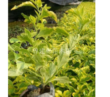 福建漳州金邊假連翹