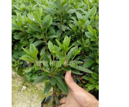 福建漳州毛杜鵑