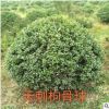 無刺構骨球 蕭山 灌木花卉 園林綠化 常綠喬木 水生植物 水生花卉