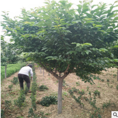 山東櫻花苗櫻花樹苗價格 圖