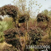 種植基地直銷園林綠化造型苗木 城市庭院工程綠化喬木樹苗批發