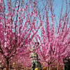 種植基地直銷園林綠化京桃京梅 城市庭院工程綠化喬木樹苗批發