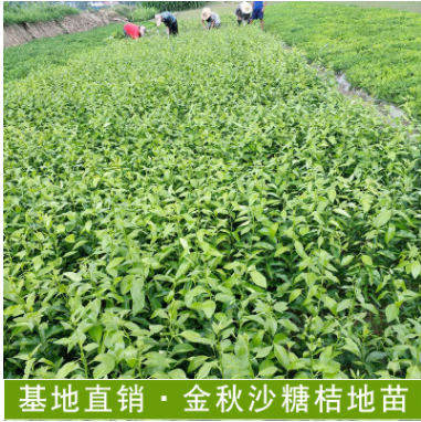 金秋沙糖桔地苗果樹(shù)基地直發(fā)金秋沙糖桔等果樹(shù)地苗批發(fā)基地直發(fā)